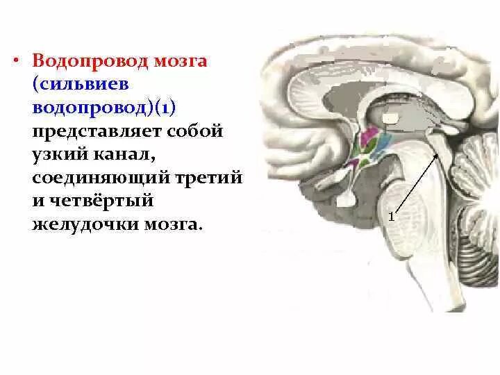 Представляющего собой узкую