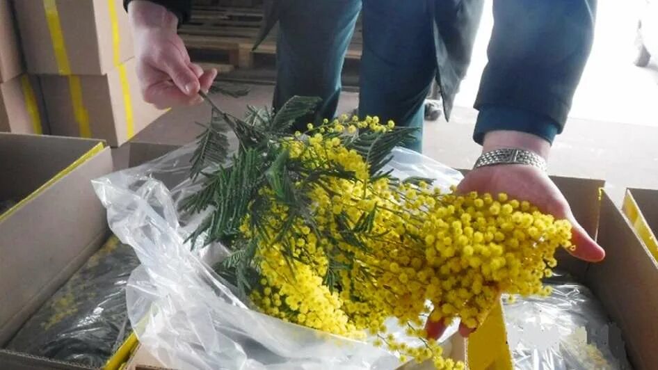 Свежие мимозы. Мимоза сорт лимонка. цветение мимозы в абхазии. мимоза в сочи. цветение мимозы в сочи.