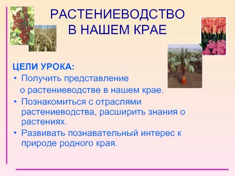 Презентация 4 класс растениеводство в нашем крае. Растениеводство в нашем крае. Презентация на тему Растениеводство нашего края. Проект по теме Растениеводство в нашем крае. Растениеводство доклад.