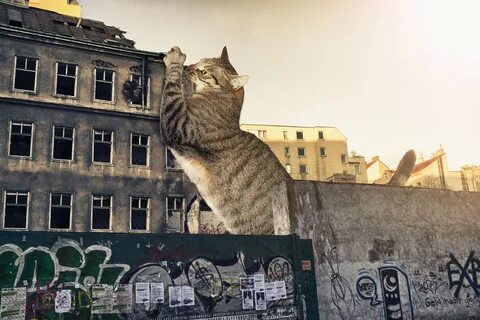 A cat lives
