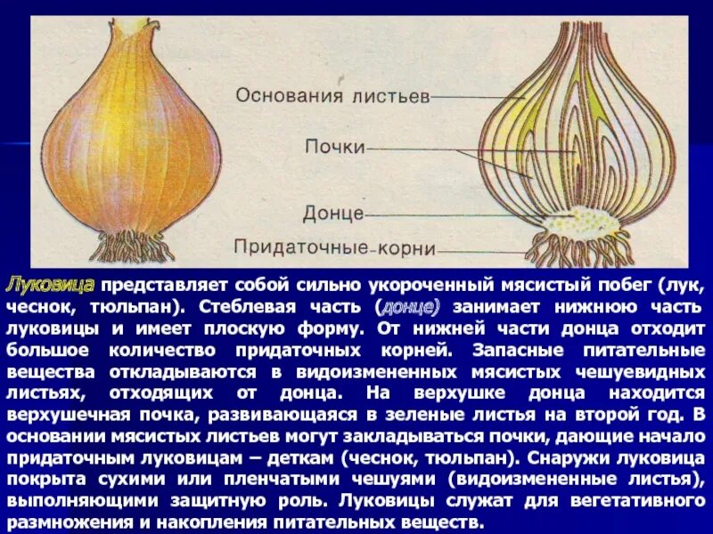 Сухие чешуйчатые листья. Строение Донца луковицы. Донце луковицы нарцисса видоизменение. Строение луковицы с листами.