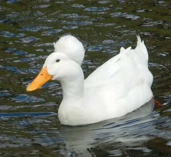 Duck на русском