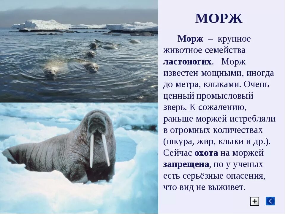 Описание моржа