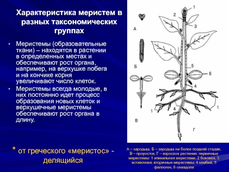 Образовательная ткань растений особенности. Характеристика меристем. Меристема растений это. Первичные и вторичные меристемы. Особенности меристемы.