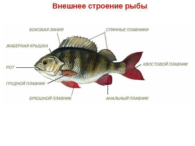 Составь устно описание окуня 1 класс. Внешнее строение речного окуня. рыба речной окунь строение. внешнее строение рыбы окунь. речной окунь строение.