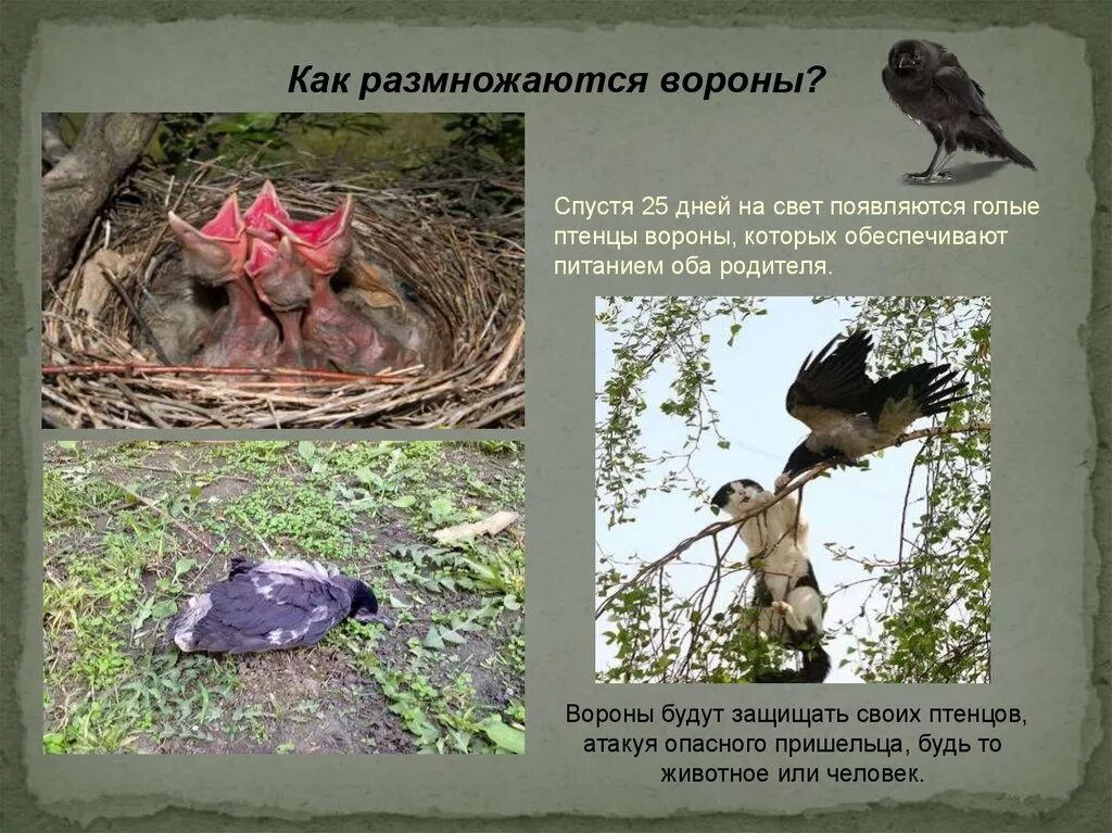 Как размножается ворон. Как размножаются вороны. птенцы вороны когда появляются. как появляются птенцы ворон.