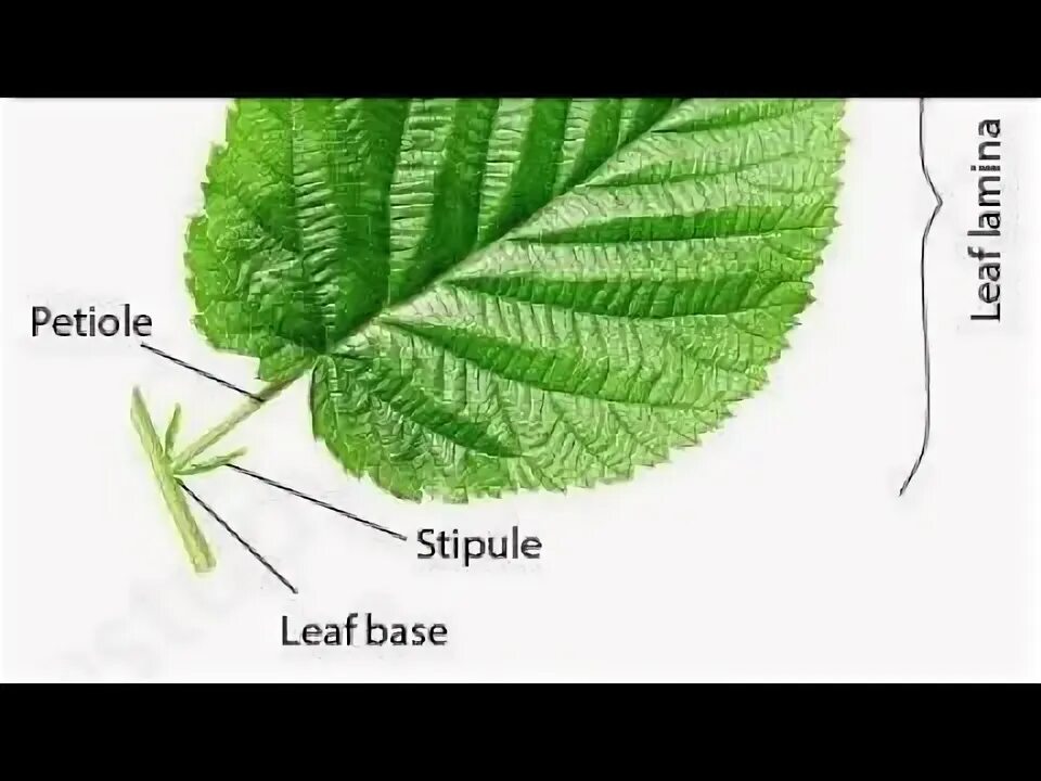 Parts of leaves. Leaf chart. Parts of a leaf. Leaf parts. Leaf parts.