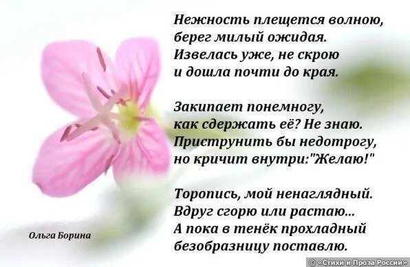 Поэзия нежности. Стихотворение нежность. Нежность стихи короткие. Нежность стихи цитаты. Короткие стихи о нежности.