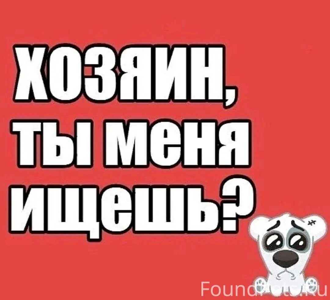 Нижняя ищет хозяина. Нижняя ищет хозяина. Щенкам нужен дом. Ищу дом. Срочно нужен хозяин.