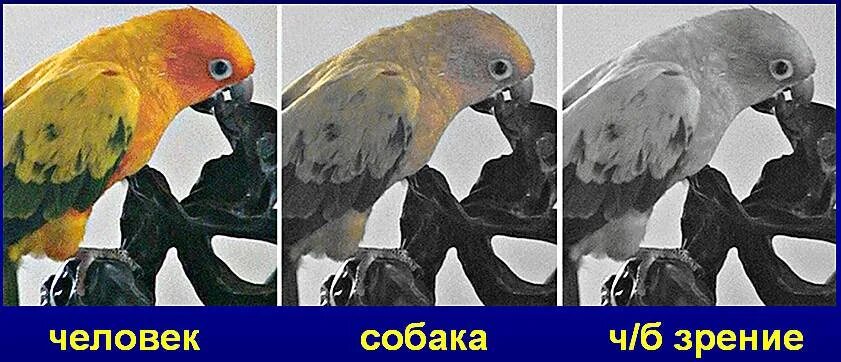 В каком цвете видят мир собаки. Как видят кошки. какие цвета видят кошки. как видит кот. какое зрение у собак.