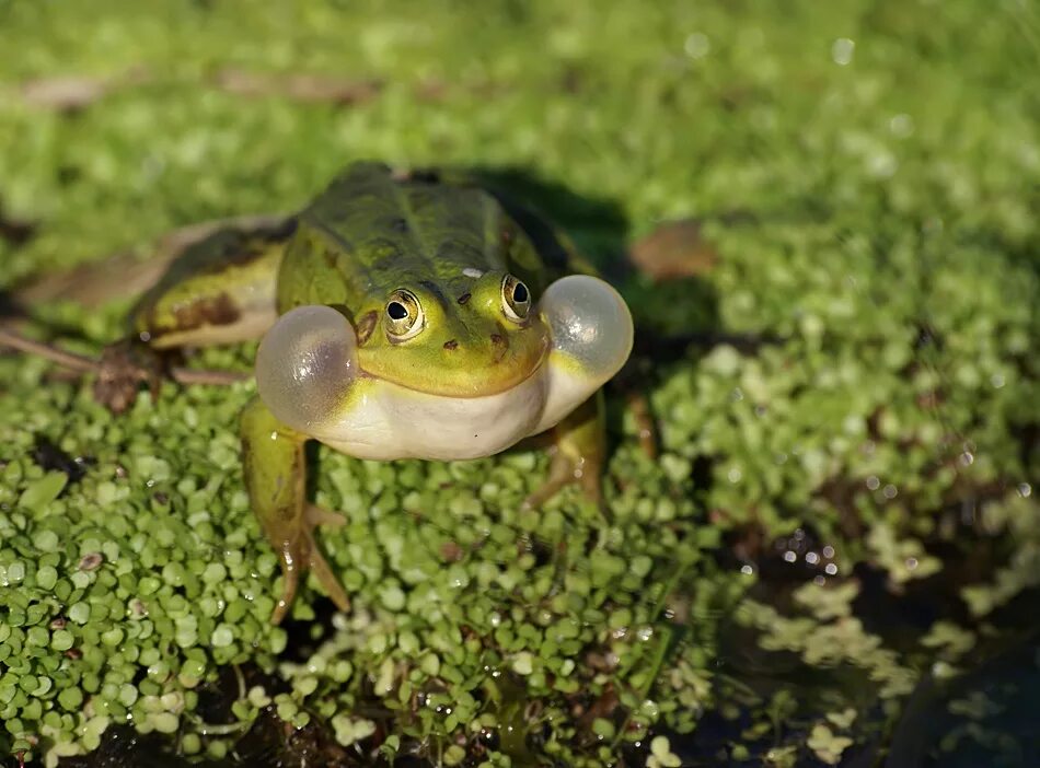 Капуста слизень жаба еж. Что едят ежики. Цепочка питания капуста слизень жаба. Озёрная лягушка питается. Капуста слизень жаба еж.