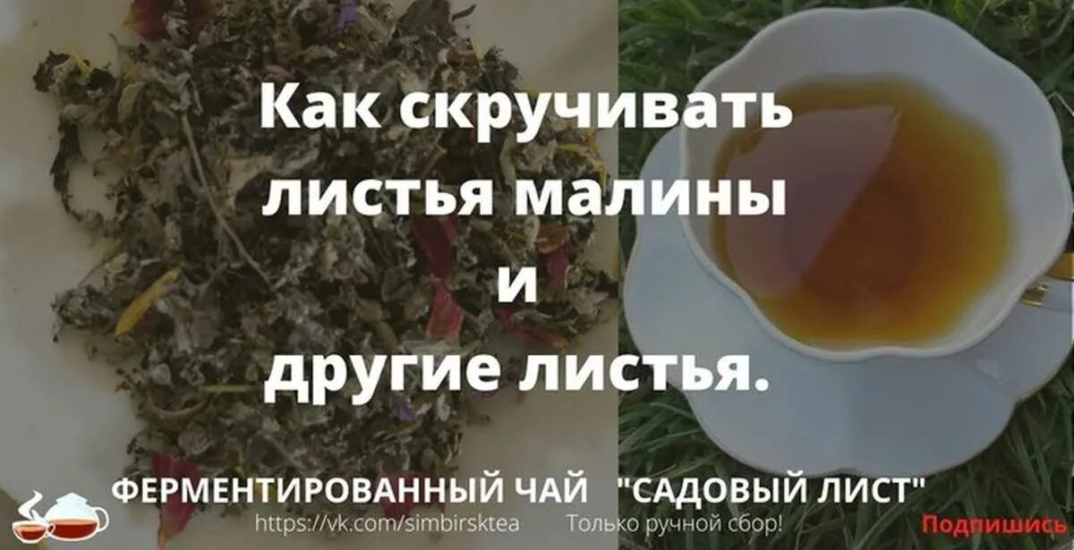Ферментирование листьев малины. Ферментированные листья малины. ферментация листьев малины для чая. ферментация листьев малины. как ферментировать листья малины для чая.