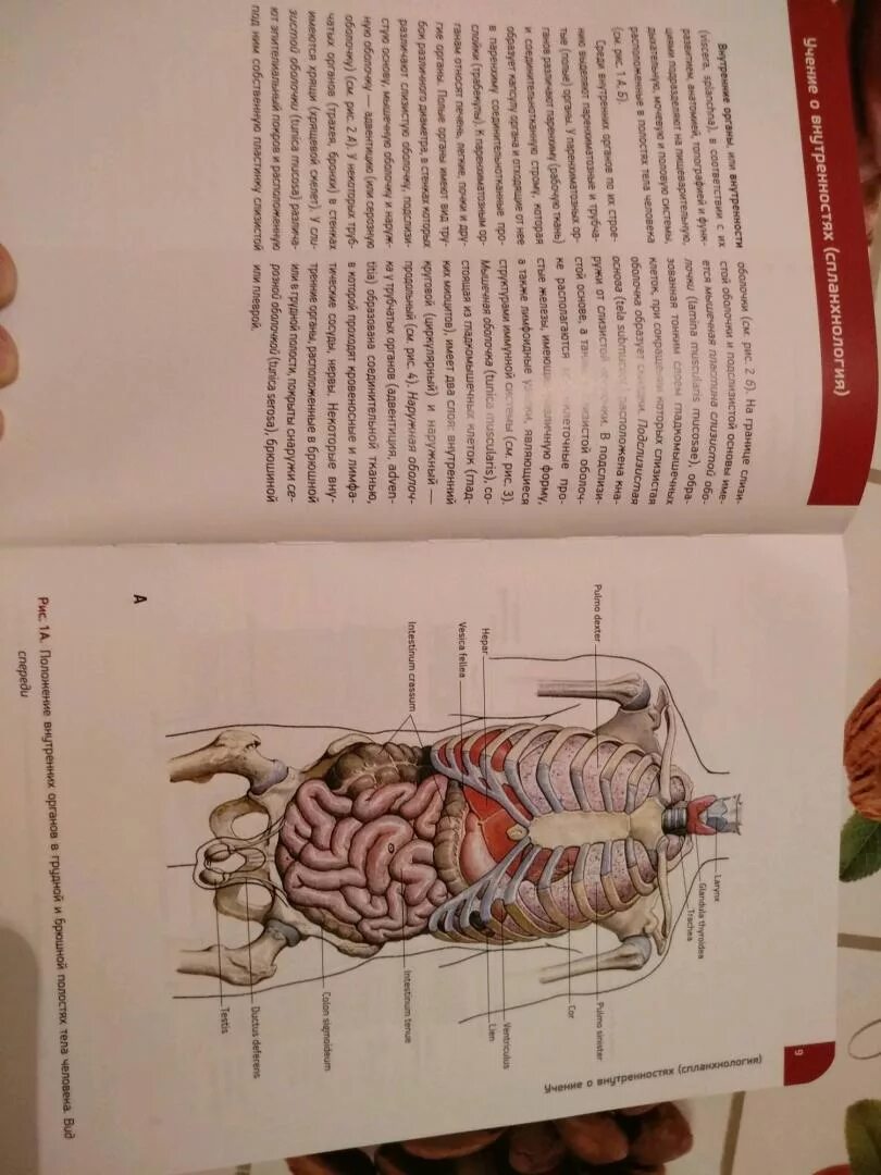 Л. Атлас анатомии человека сапин 1 том. Анатомия 2 том сапин никитюк. Анатомия сапина читать. М.