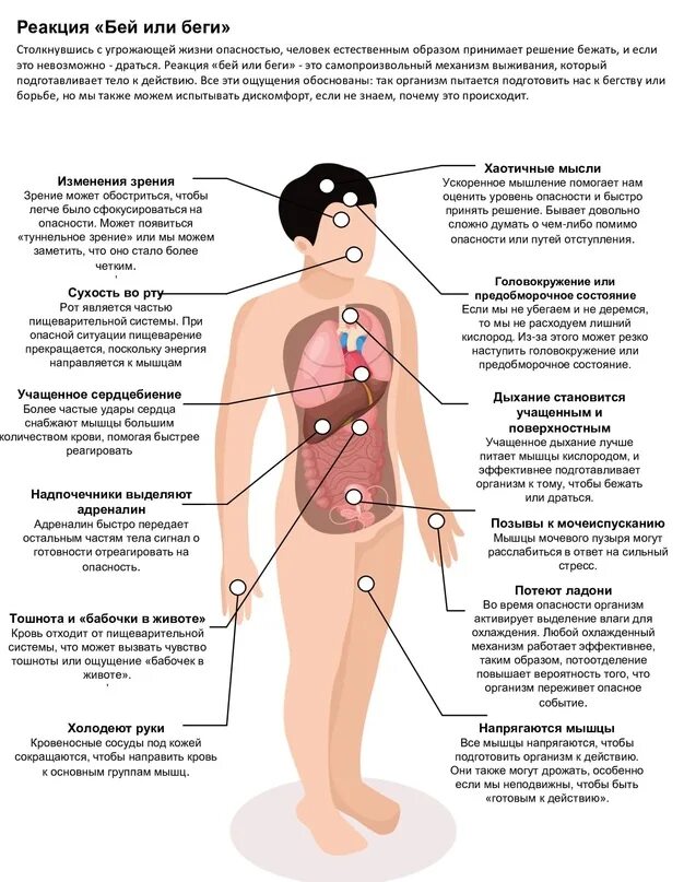 Беги стресс реакция замри