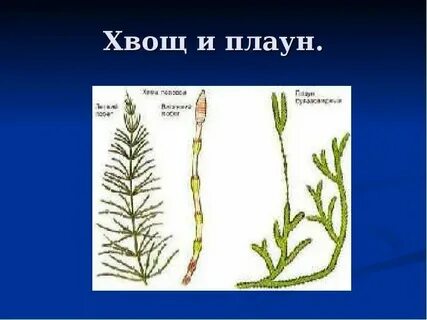 Какая ткань развита у марсилии