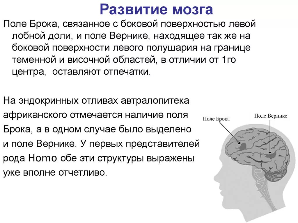 Формирование мозга. Тренировка лобных долей. Задания для развития мозга. Тренировка мозга и памяти.