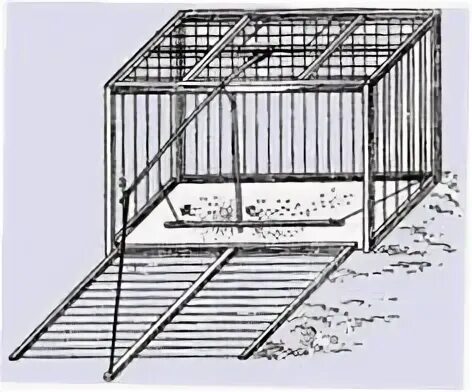 Чертежи ловушки фазана. Клетка западок для ловли фазана. ЛОВУШКА клетка на фазана. Клетка западок схема. Томский западок