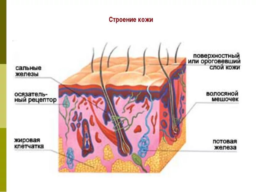 Орган осязания кожа строение. Схема строения органа осязания кожа. Кожный анализатор строение органа. Орган осязания кожа схема. Какие рецепторы участвуют в осязании