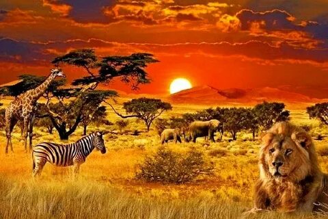 Картинки африка (66 лучших фото)