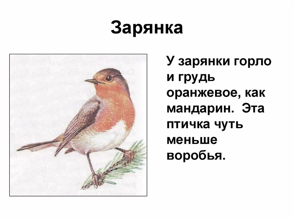 Слово зарянка. Зарянка. птичка зарянка описание. сочинение про птицу зарянка. малиновка птица описание.