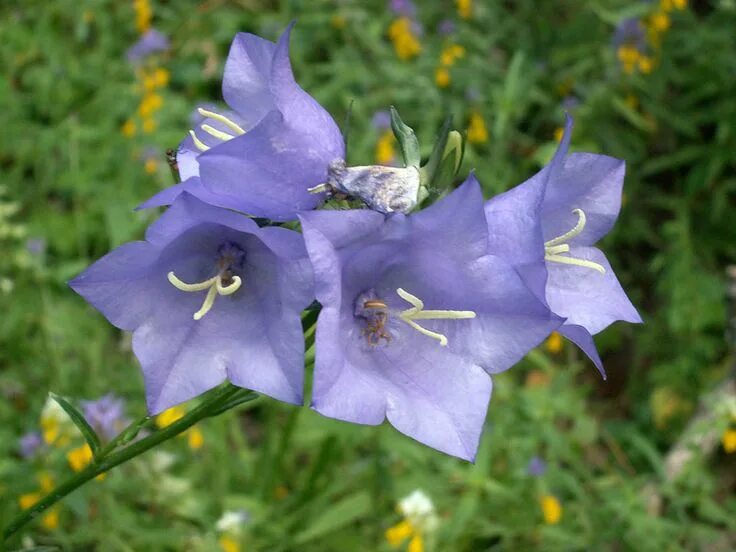 Колокольчик персиколистный (Campanula persicifolia). Колокольчик персиколистный голубое озеро. Колокольчик персиколистный (Campanula persicifolia l.). Колокольчик персиколистный стебель травянистый или одревесневший. Колокольчик растения из семейства колокольчиковых цвет