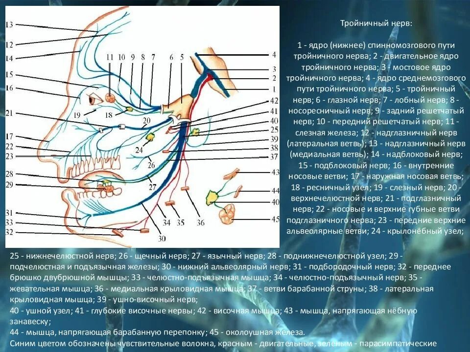 Иннервация черепных нервов. Схема 5 пары черепных нервов. 5 Пара черепных нервов иннервация. Ход тройничного нерва неврология. Тройничный нерв неврология схема.