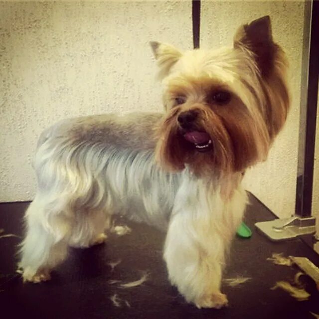 Стрижки йорков девочек длинные. Стрижка йорка каскад. Каскад стрижка йорка йорка. Йоркширский терьер стрижки. Стрижка йорка каскад.