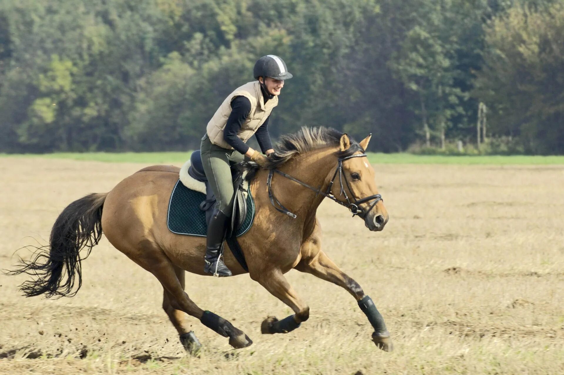Ride you a horse did