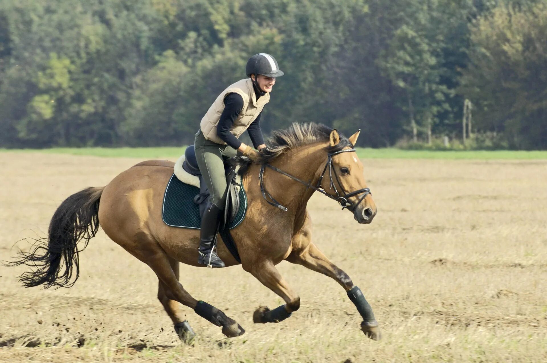 The horse rider. Хорс райдинг. Наездник жокей всадник. Всадник с лошадью. Скачущий всадник.