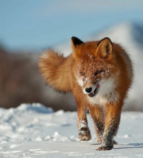 Огнёвка Вятская лиса. Оскал лисы. Лисица злится. Лиса рычит. Fox russia