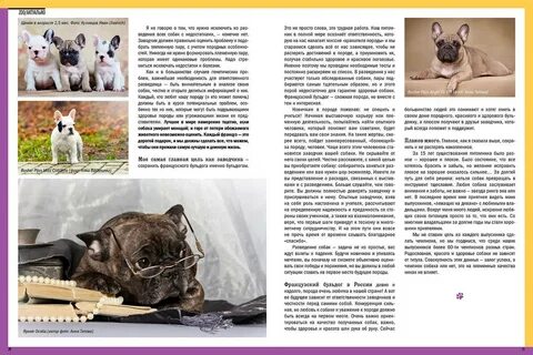 Французский бульдог возраст