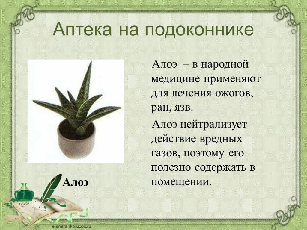 Сообщение о комнатном растении 2 класс окружающий. Рассказ про алоэ. рассказ о комнатном растении. алоэ комнатное растение описание. доклад о комнатном растении.
