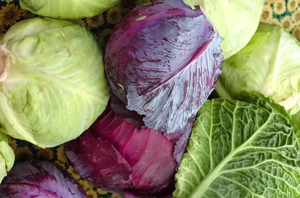 Капуста домашняя фото. Разные сорта капусты. Разные сорта капусты белокочанной. Капуста цветная краснокочанная. Капуста разная фото.