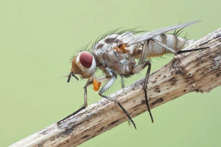 Белые мухи насекомые. Что значит белые мухи. Слова фразеологизмы,белые мухи. Снег белые мухи придумать загадки. Загадки про снег белые мухи.