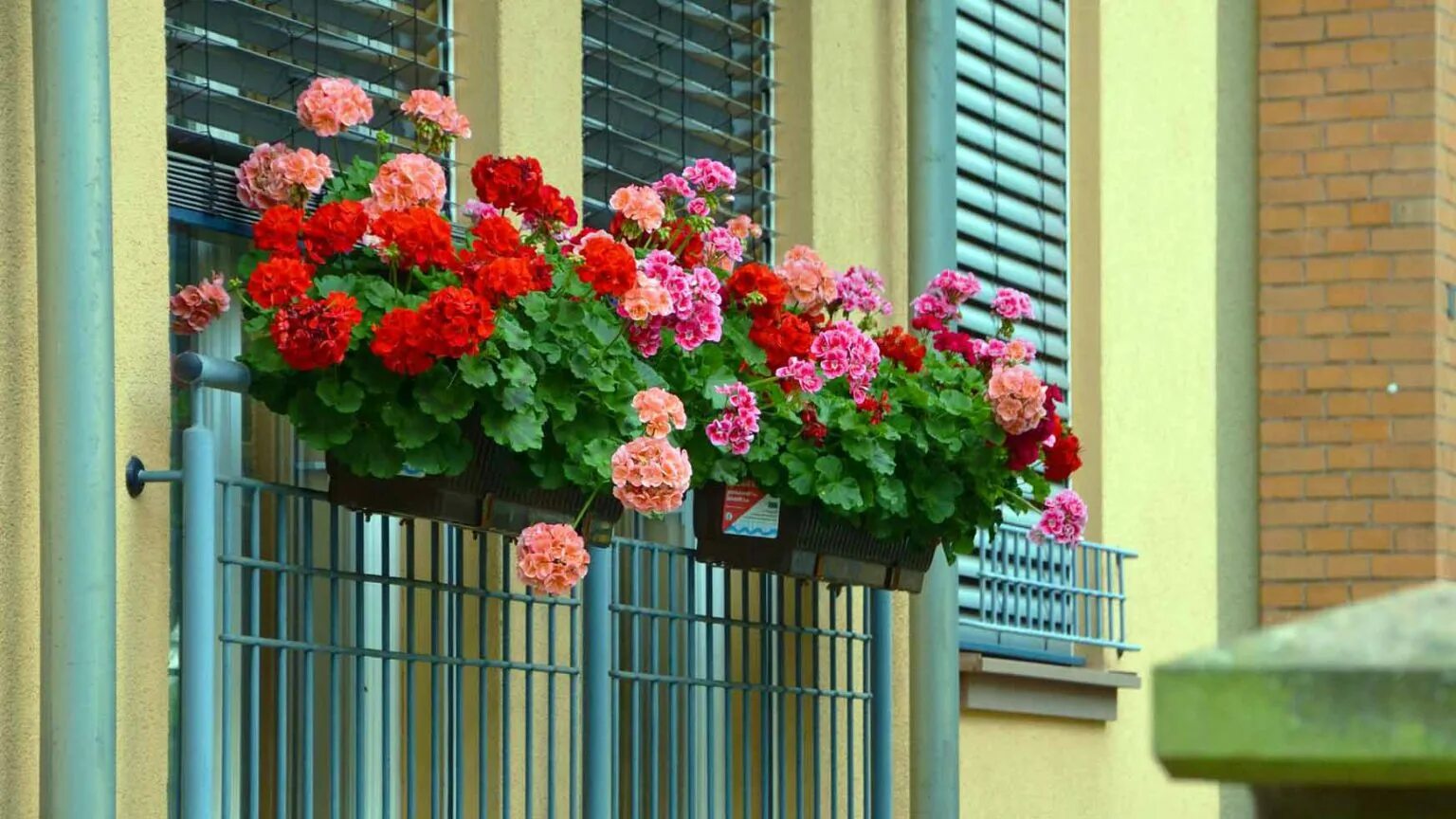 Какие комнатные цветы можно выносить на улицу. Пеларгония. Пеларгония в балконных ящиках. Пеларгония в озеленении. Герань пеларгония на улице.