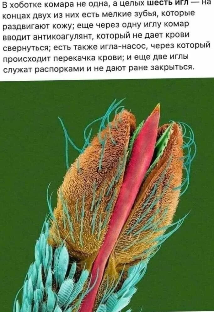 Малярийный комар строение. Хоботок комара. Комары нападают на человека. Внутреннее строение малярийного комара. Строение комара.