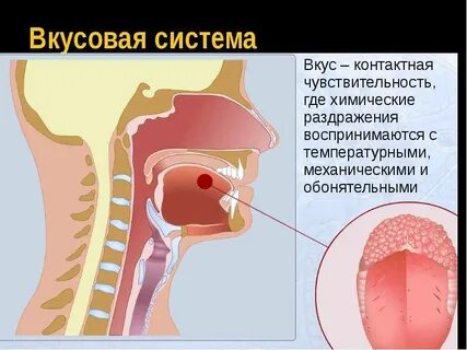 Обонятельные и вкусовые галлюцинации