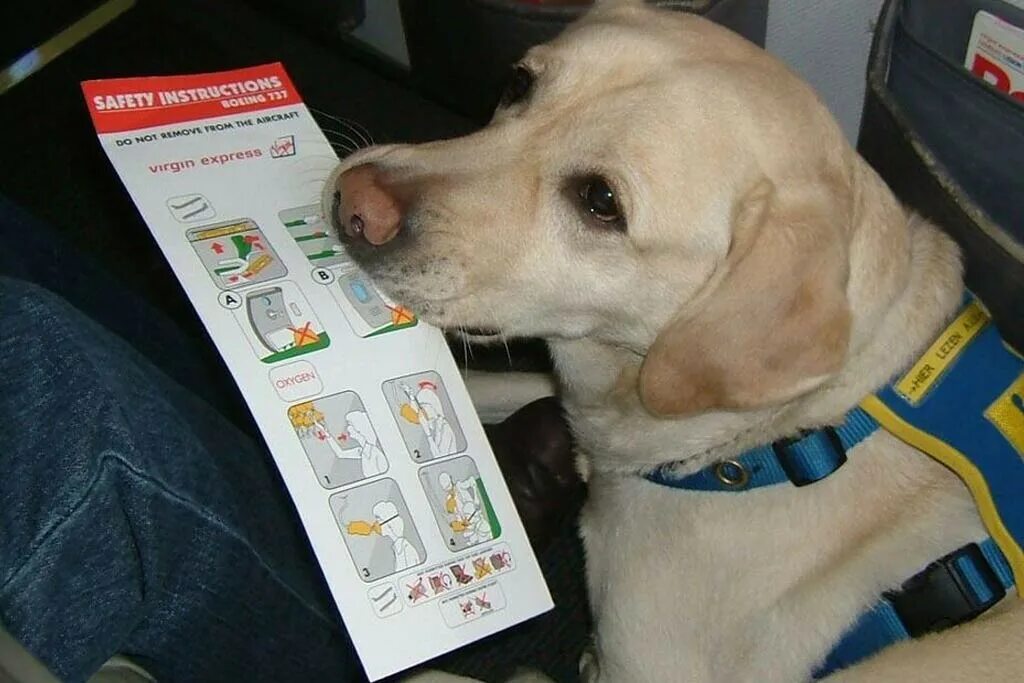 Северная собака на корабле. National dress up your pet day. Shipping dog. Перевозка животных воздушным транспортом. Собака в воде.