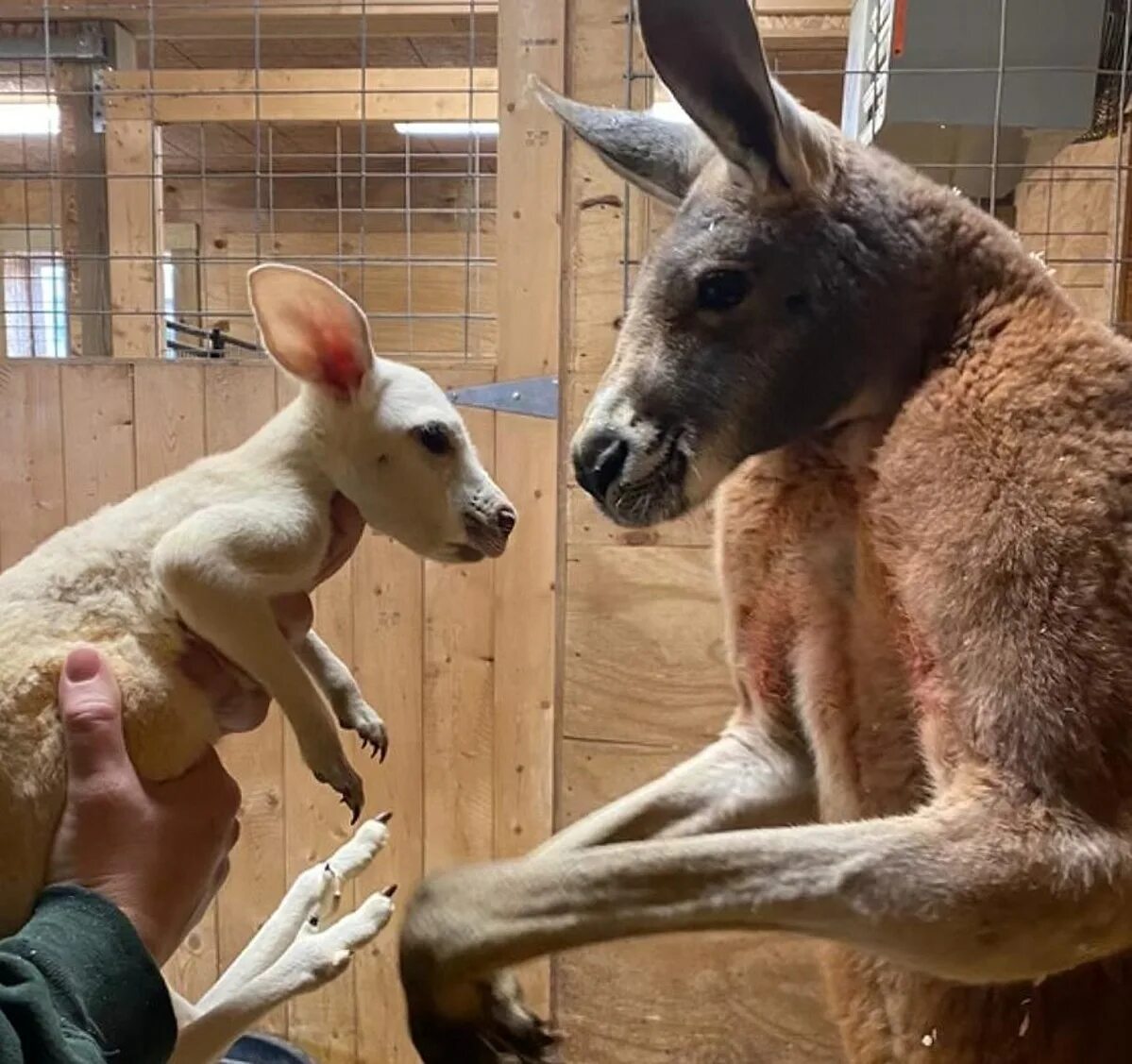 Белый кенгуру контактный зоопарк. Новорожденные кенгуру. Новорожденный Кенгуренок. Рождение кенгуру