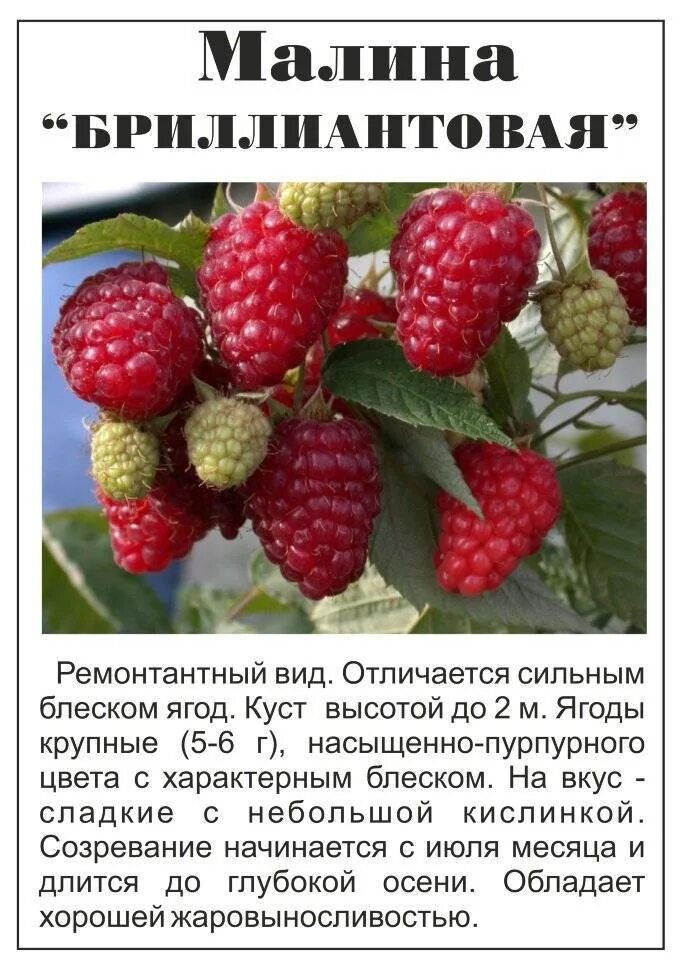 Название сортов малины