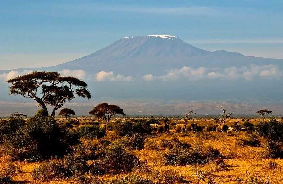 Саванной восточной африки. Саванна Килиманджаро. Кения Саванна. ЮАР Саванна. Саванна Восточной Африки Савана.