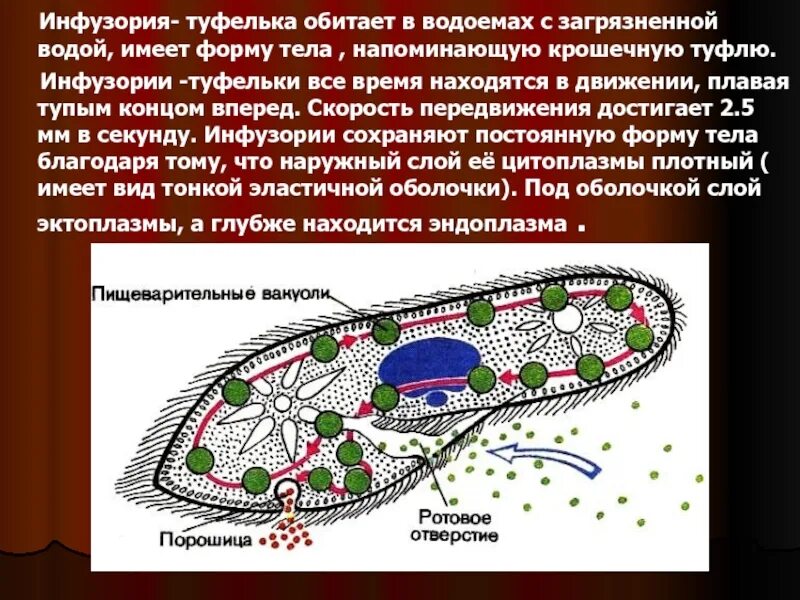 Движение инфузории туфельки 7 класс. Инфузория туфелька осморегуляция. Пищеварительная вакуоль инфузории туфельки. Инфузория туфелька передвижение. Инфузория туфелька среда обитания