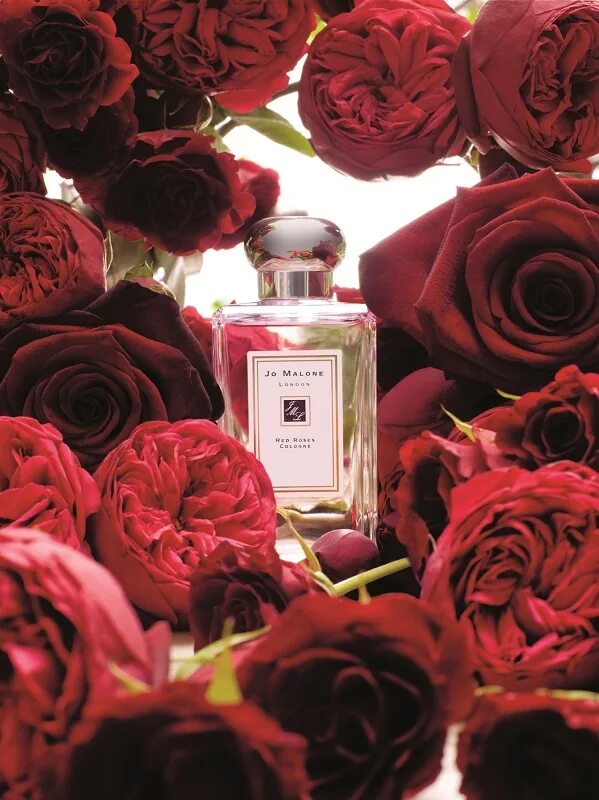 Джо малон духи розовые. Духи розовые. Rose fragrance. Rose fragrance. Фон парфюм розы.