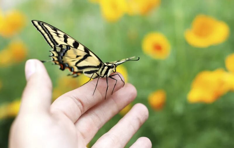 поймайте бабочек геншин. поймайте бабочек геншин. кристальное ядро genshin impact. песчаное дерево геншин импакт. поймайте бабочек геншин.
