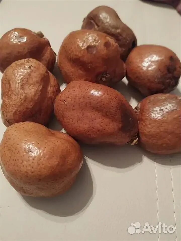 мохилхин орех. мохилхин дерево. мохилхин суданский орех. арабский орех мохилхин. орех мохилхин от бесплодия.