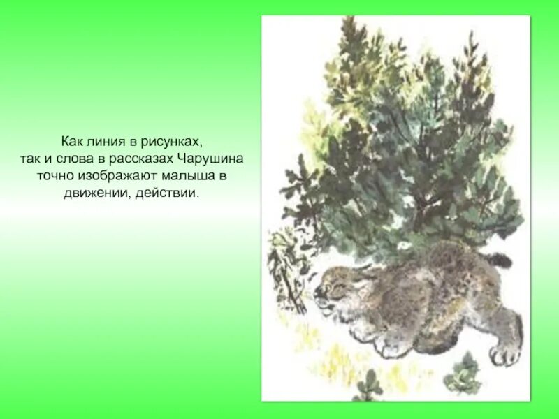 Главные герои произведения кабан чарушин. Иллюстрация к рассказу Чарушина кабан. Е И Чарушин кабан 4 класс. Рассказ кабан Чарушин.