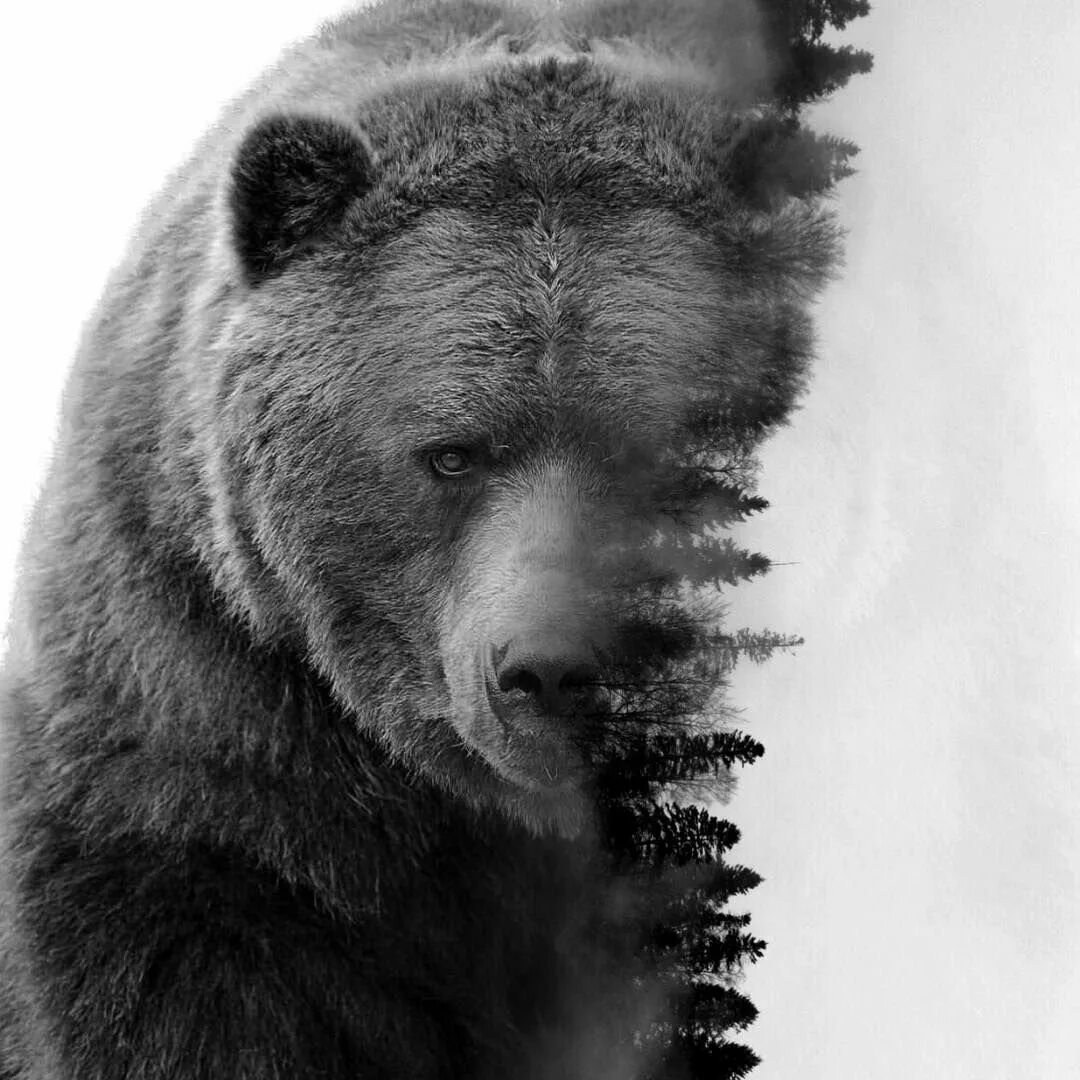 Мудрый медведь. Медведь Гризли. Злой медведь. Суровый медведь. Медведь на аву.
