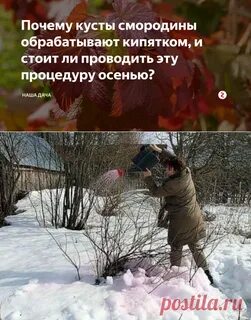 Куст смородины кипятком