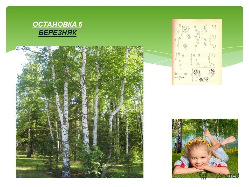 Типы березняков. Березняк логопед. Мелко западинный. Проект лесные слова. Стихи про березняк.