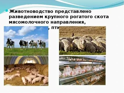 Почему скотоводство имеет различные направления
